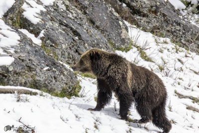 Grizzly Jam in Pelican Valley YNP 2025